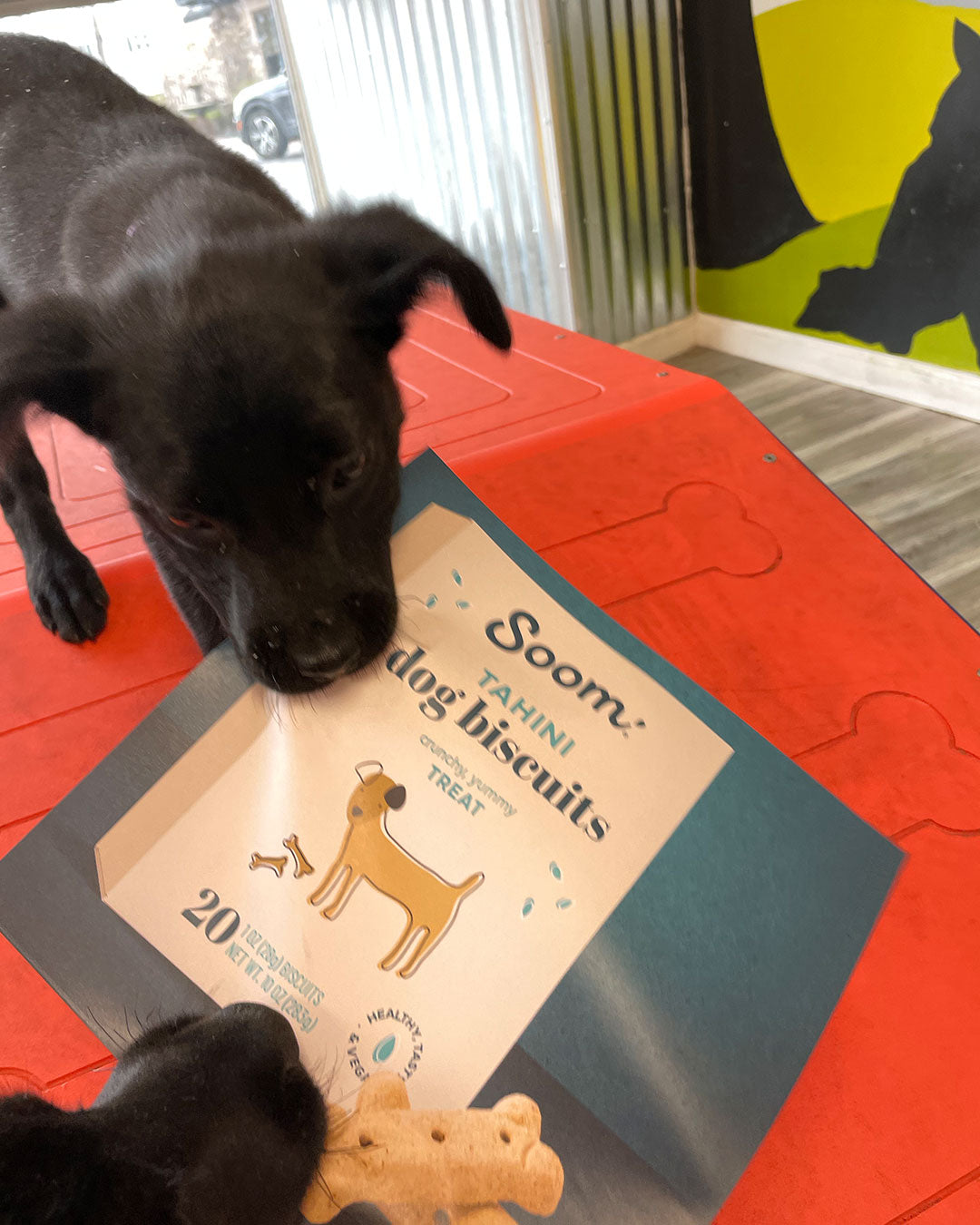soom dog biscuits