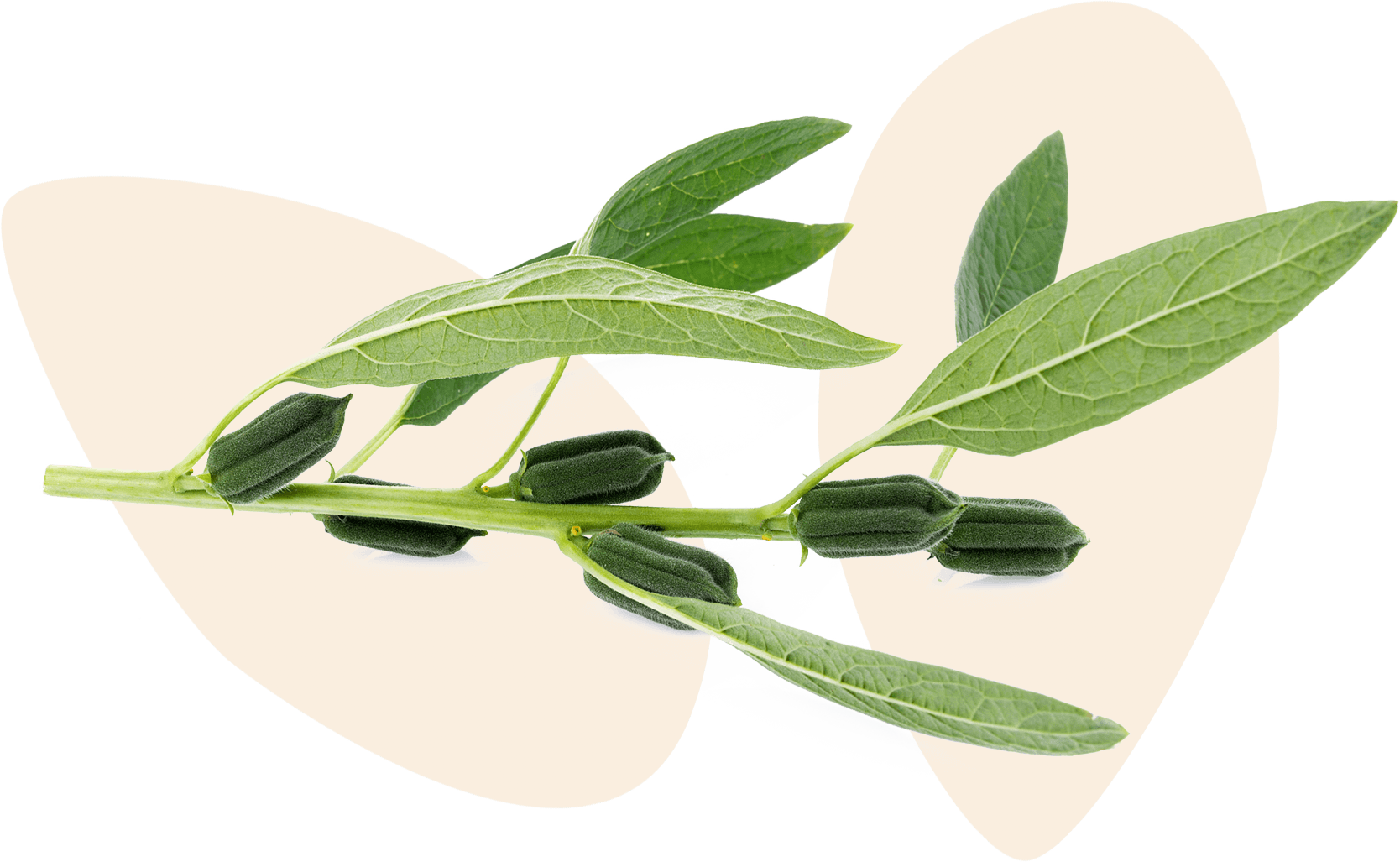 sesame plant